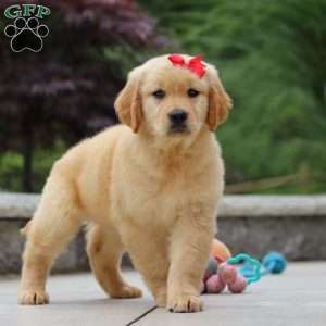 Olivia, Golden Retriever Puppy